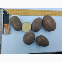 Картофель урожай 2023, Скандинавия