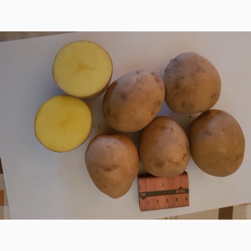 Фото 5. Картофель урожай 2023, Скандинавия
