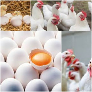 До вашої уваги, домашні курячі яйця, свіжі по 47грн 10шт