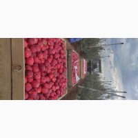 Продаю яблука з саду сортів Муцу, Гала шніга, Гала шніга шніго ред 2022 року