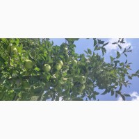 Продаю яблука з саду сортів Муцу, Гала шніга, Гала шніга шніго ред 2022 року