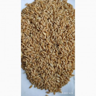 Продам пшеницю тверду скловидну (дурум)- 10т