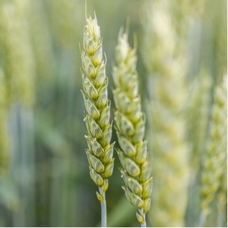 Пшениця озима СПЕНСЕР (перша репродукція)