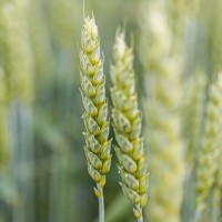 Пшениця озима СПЕНСЕР (перша репродукція)