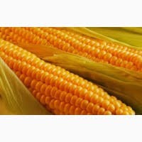 Оптом фуражна кукурудза по вигідній ціні