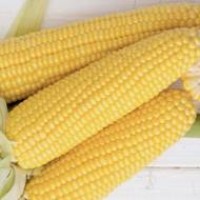 Продам кукурудзу 1000 тонн, Черкаська область, Сорокотяга