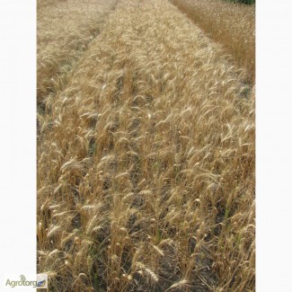 Семена пшеницы озимой - сорт Колумбия. 1 репродукция