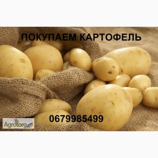 Срочно покупаем картофель, Харьковская обл