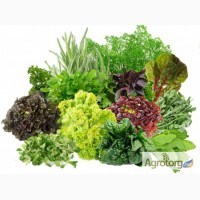 Продаем свежие травы, зелень, салаты высокого качества оптом