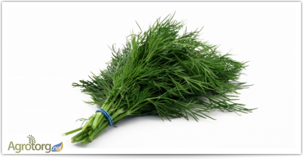 Фото 3. Продаем свежие травы, зелень, салаты высокого качества оптом