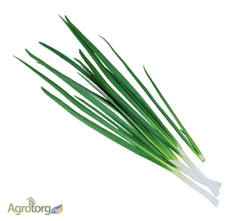 Фото 7. Продаем свежие травы, зелень, салаты высокого качества оптом