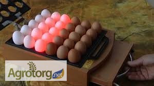 Продам iнкубацiйне яйце Ломан Вайт и Ломан Браун
