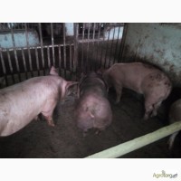 Продаю свиней живою вагою