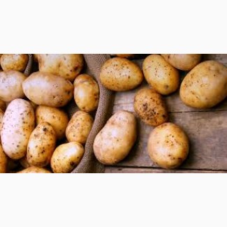 Продам картофель беларосса, словянка, скарп, санта и др