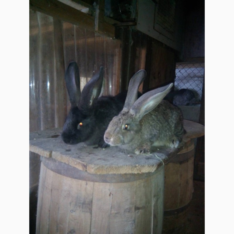 Фото 3. Продам кролі