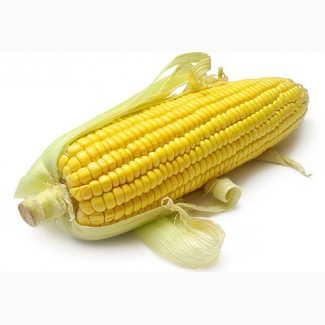 Семена кукурузы Гран 6 Среднеранний ФАО 300 (ВНИИС)