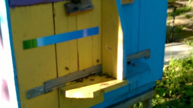 Фото 2. Бджоломатки (пчеломатки, матки)Бакфаст та Карпатка #2018