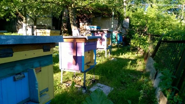 Фото 3. Бджоломатки (пчеломатки, матки)Бакфаст та Карпатка #2018