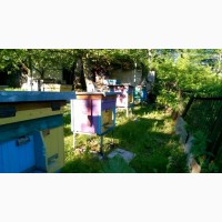 Бджоломатки (пчеломатки, матки)Бакфаст та Карпатка #2018