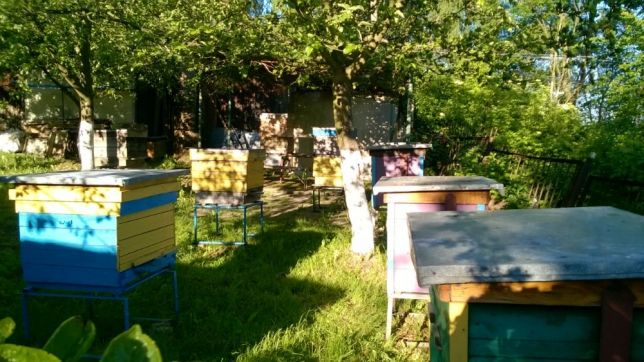 Фото 5. Бджоломатки (пчеломатки, матки)Бакфаст та Карпатка #2018