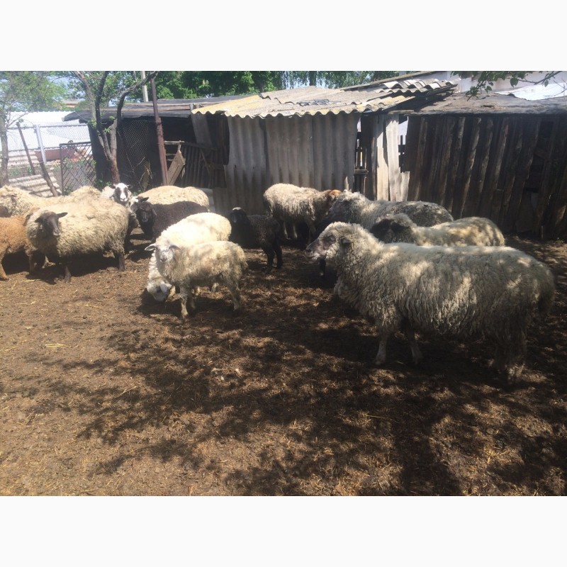 Фото 11. Продам :баранов, овец, маток, ягнят, по всем вопросам по телефону