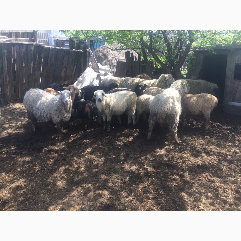 Фото 13. Продам :баранов, овец, маток, ягнят, по всем вопросам по телефону