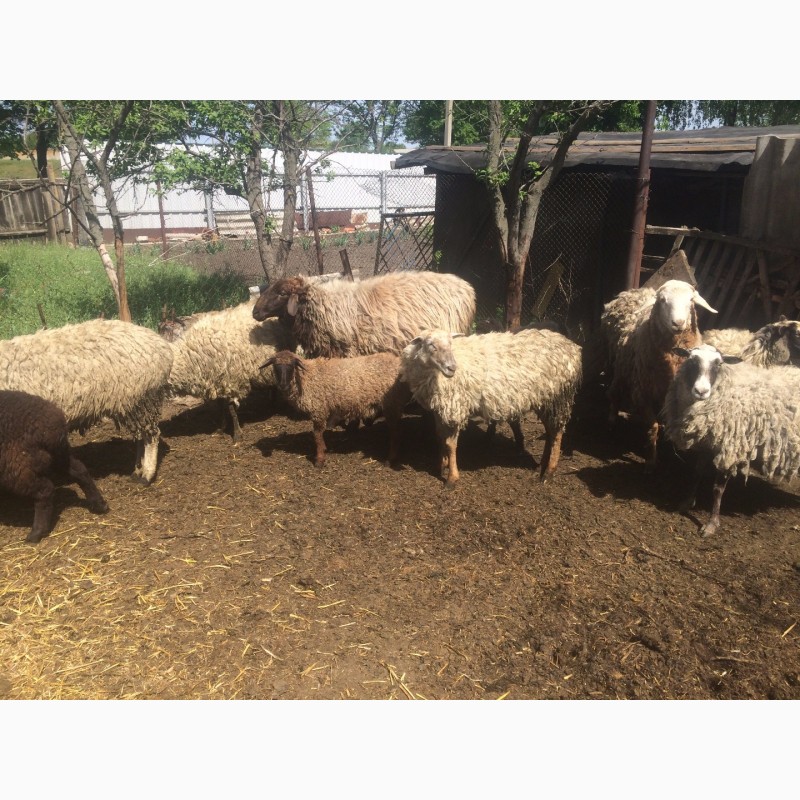 Фото 14. Продам :баранов, овец, маток, ягнят, по всем вопросам по телефону