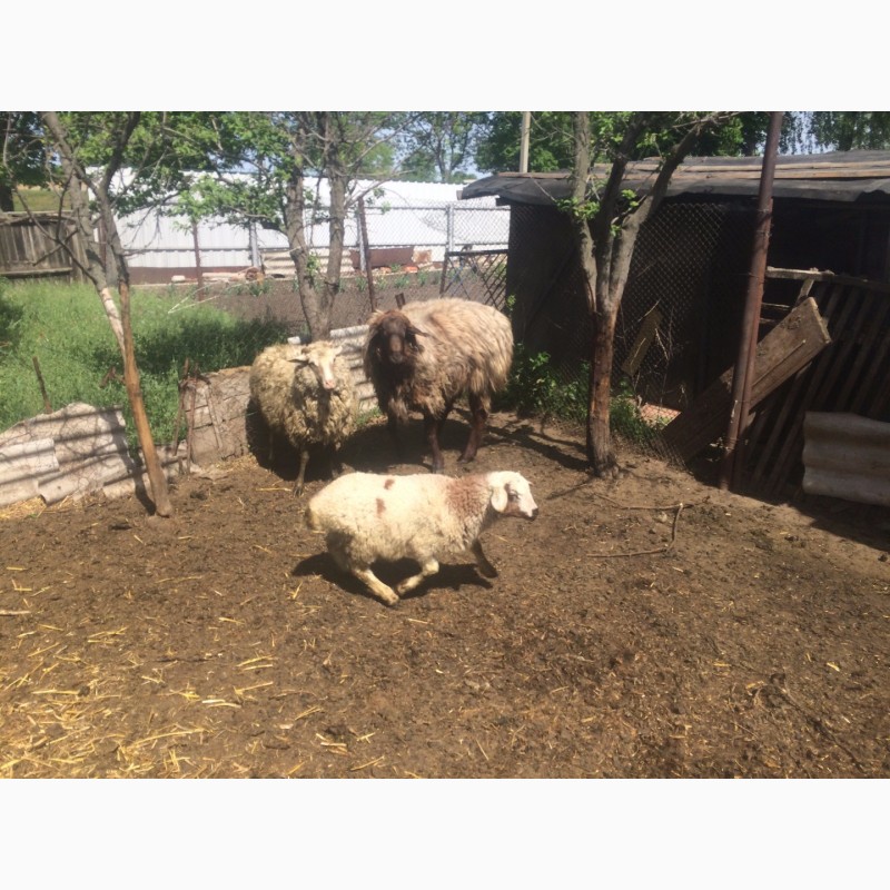Фото 15. Продам :баранов, овец, маток, ягнят, по всем вопросам по телефону