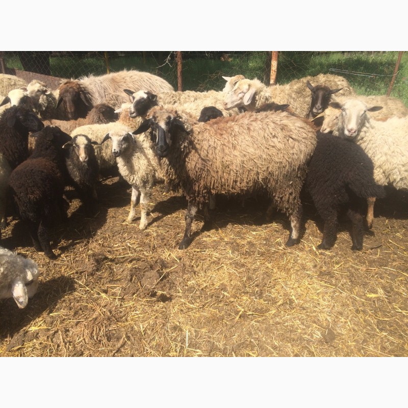 Фото 16. Продам :баранов, овец, маток, ягнят, по всем вопросам по телефону