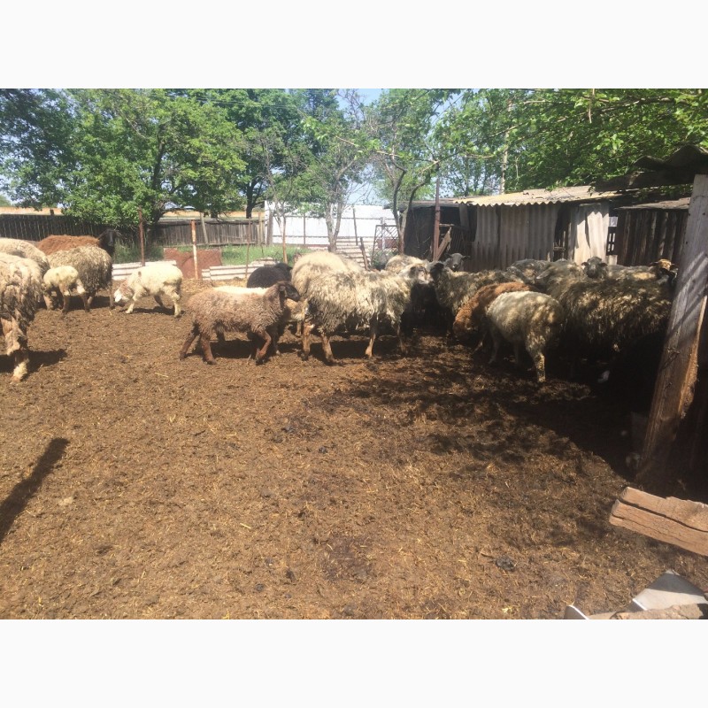 Фото 2. Продам :баранов, овец, маток, ягнят, по всем вопросам по телефону