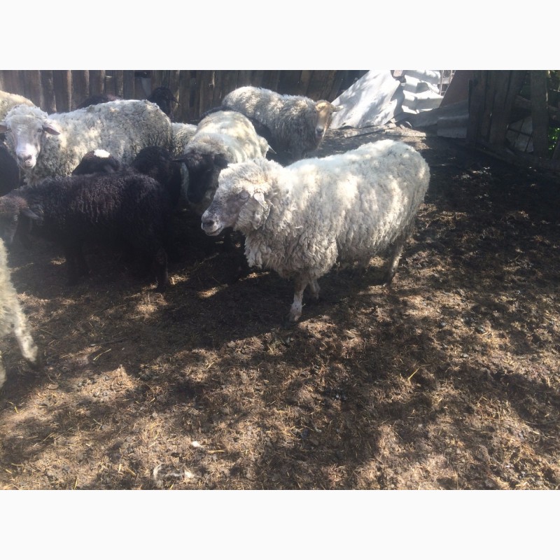 Фото 4. Продам :баранов, овец, маток, ягнят, по всем вопросам по телефону