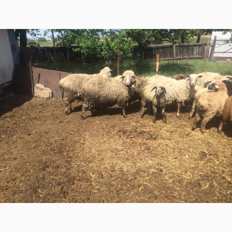 Фото 5. Продам :баранов, овец, маток, ягнят, по всем вопросам по телефону