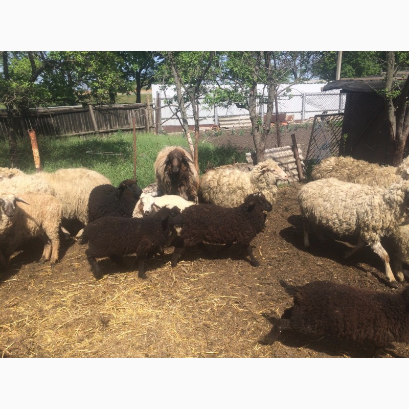 Фото 6. Продам :баранов, овец, маток, ягнят, по всем вопросам по телефону