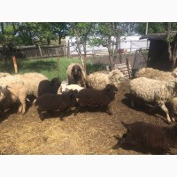 Продам :баранов, овец, маток, ягнят, по всем вопросам по телефону