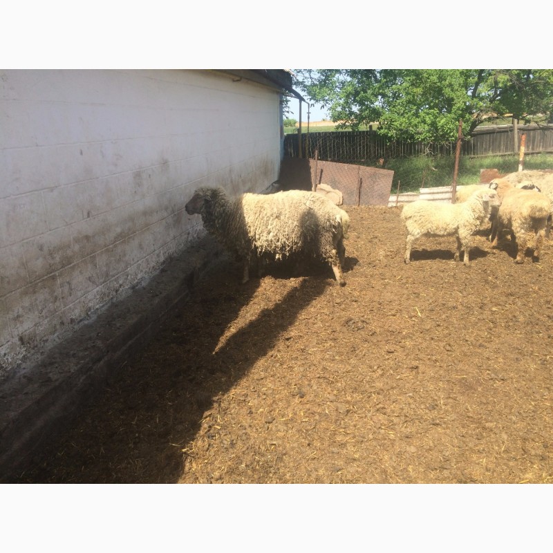 Фото 7. Продам :баранов, овец, маток, ягнят, по всем вопросам по телефону