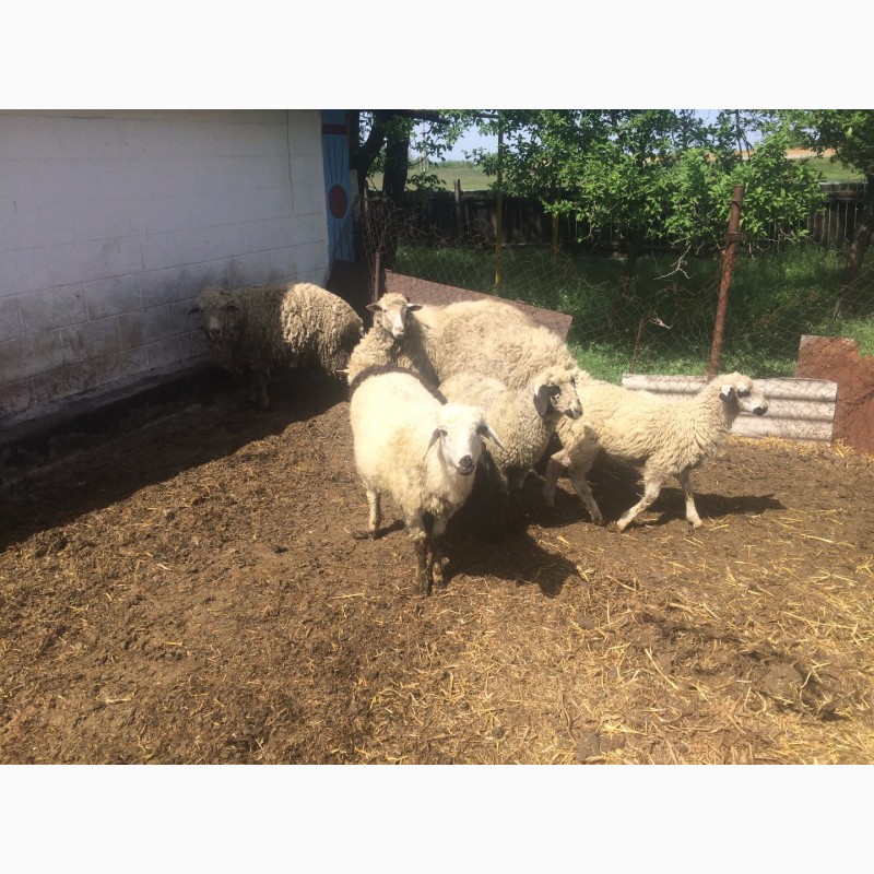 Фото 8. Продам :баранов, овец, маток, ягнят, по всем вопросам по телефону