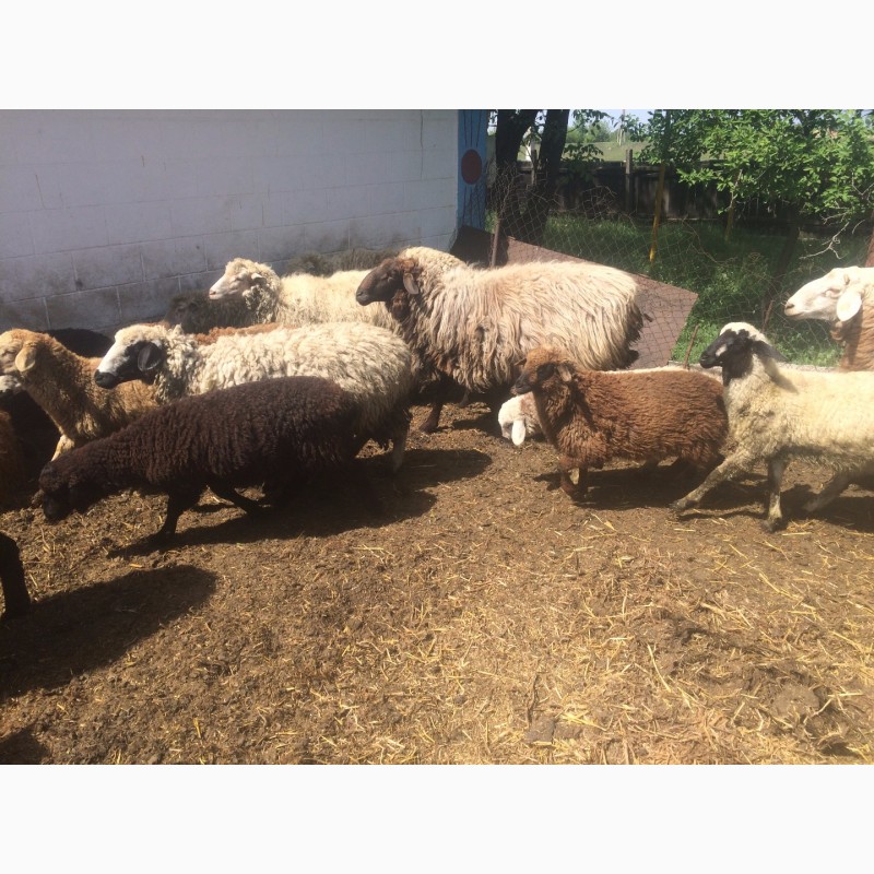 Фото 9. Продам :баранов, овец, маток, ягнят, по всем вопросам по телефону