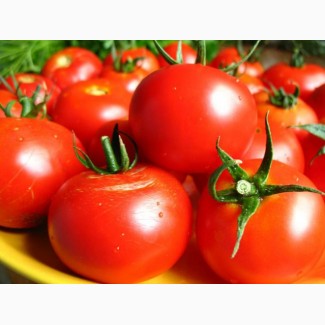 Купить от производителя помидоры