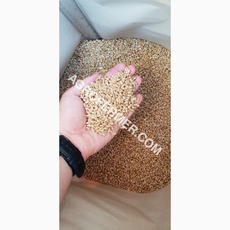 Фото 3. Семена пшеницы сорт FOX мягкий Канадский трансгенный сорт двуручки (элита)
