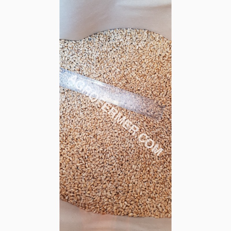 Фото 4. Семена пшеницы сорт FOX мягкий Канадский трансгенный сорт двуручки (элита)
