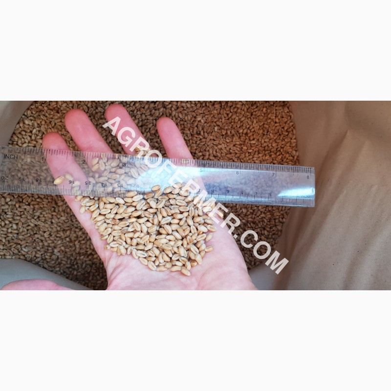 Фото 5. Семена пшеницы сорт FOX мягкий Канадский трансгенный сорт двуручки (элита)
