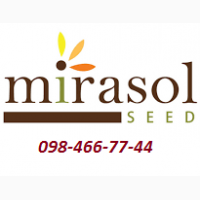 Семена от компании MIRASOL Seed/МИРАСОЛ официальный представитель в Украине