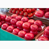 Продам томаты помидоры опт с доставкой по Украине