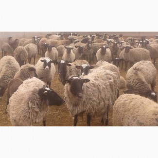Продам овець / Продам овцы
