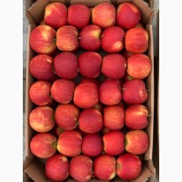 Продам яблоки урожай 2019 г