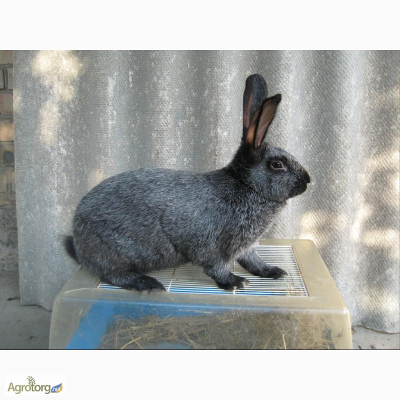 Фото 4. Кролики Каліфорнийський, Сріблястий, Білий панон