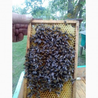 Бджоломатки Карпатка продам