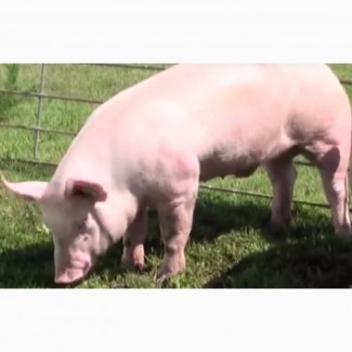 Бійня Закуповує свиней живою вагою різних категорій від 30