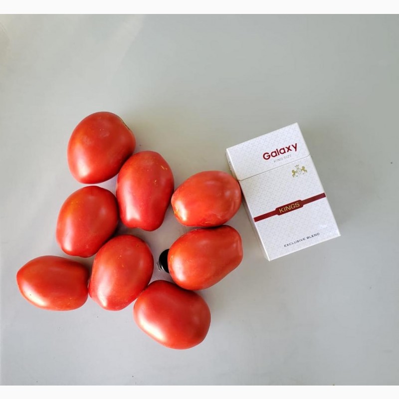 Фото 2. Продам помидор - номерную сливку