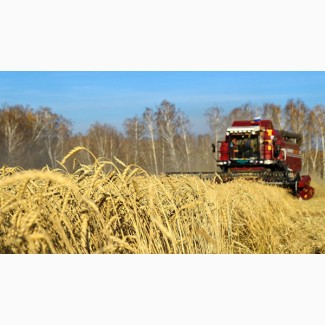 Закупка зерновых культур: куплю кукурузу в вашем регионе